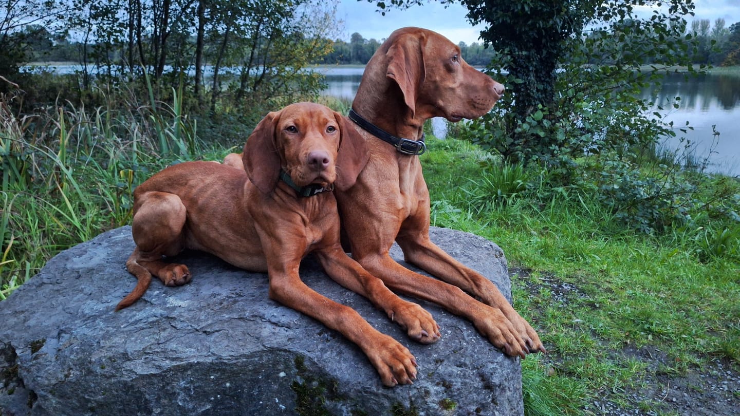 Customer photo review of Foran For-Gut Pro Probiotic for Dogs & Cats