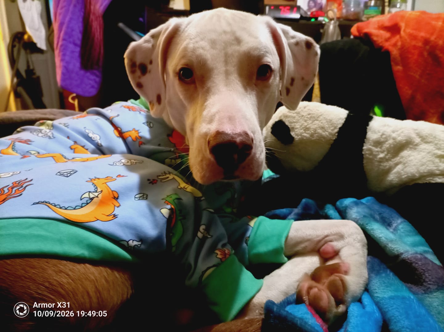 Customer photo review of Dog Pajama - Dragons