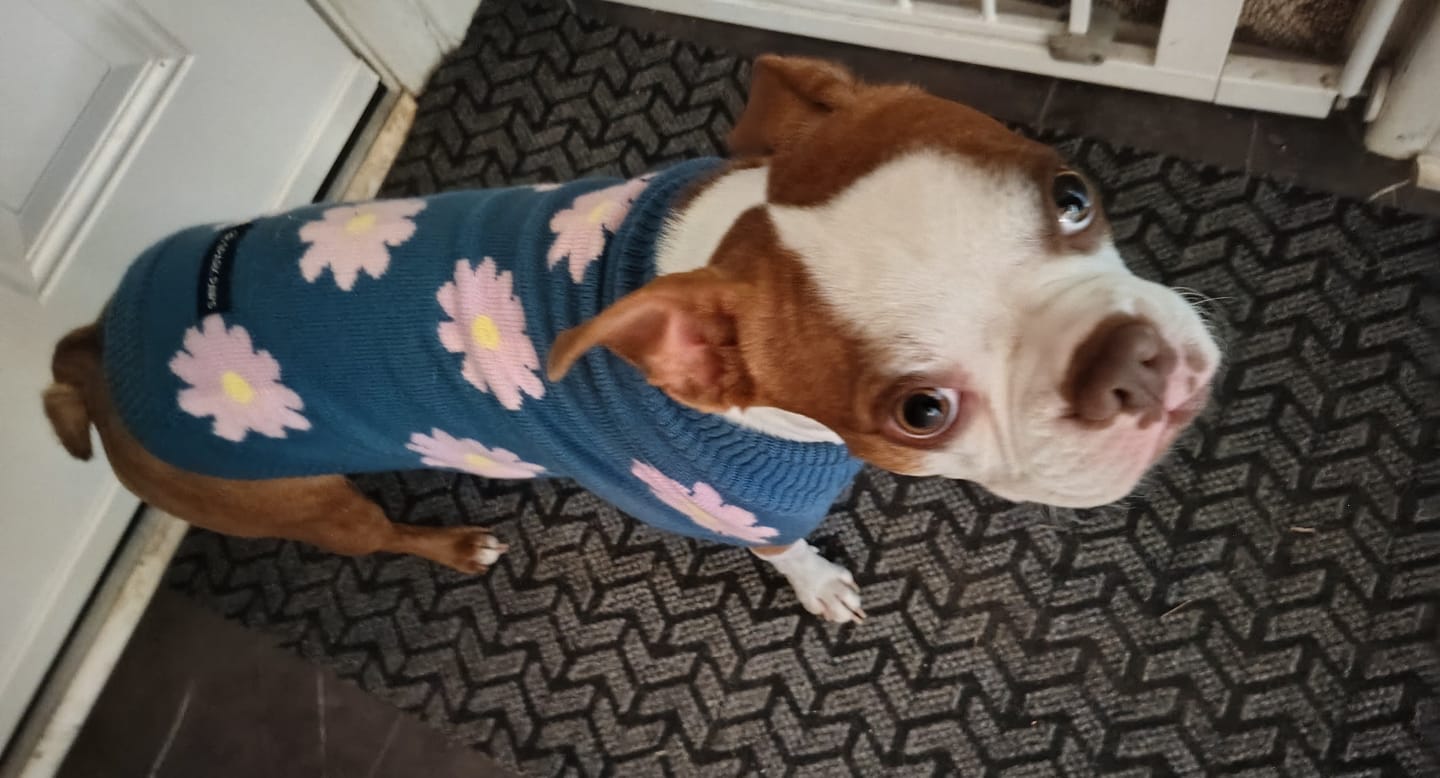 Customer photo review of Flower Knit Dog Sweater