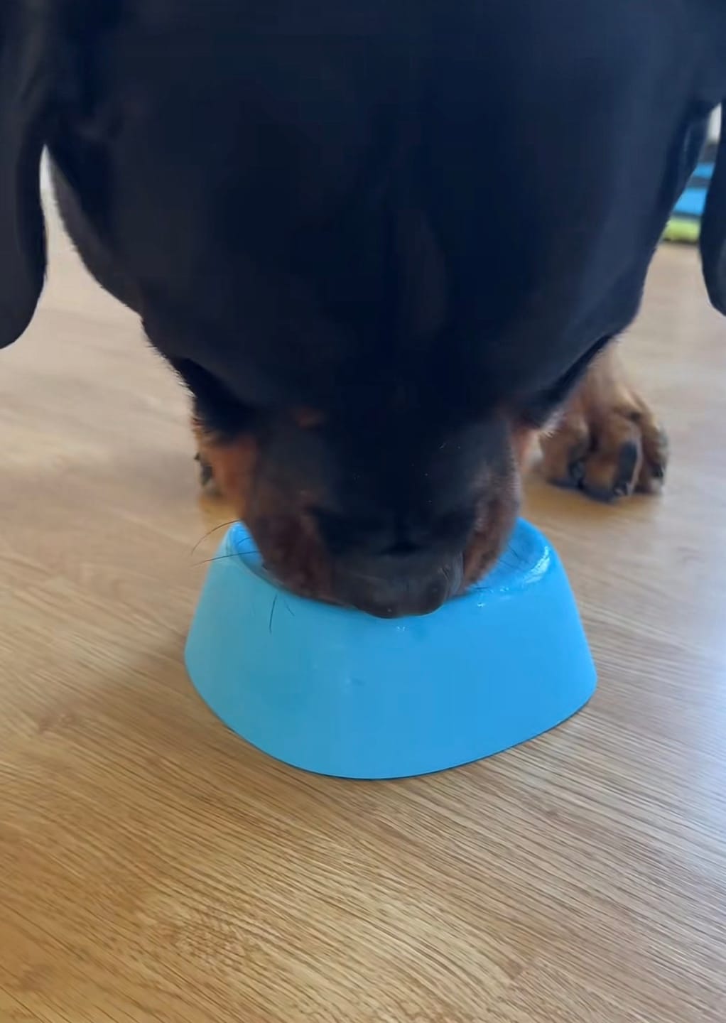 Customer photo review of Rolling Ball Lick Bowl - The Bestseller