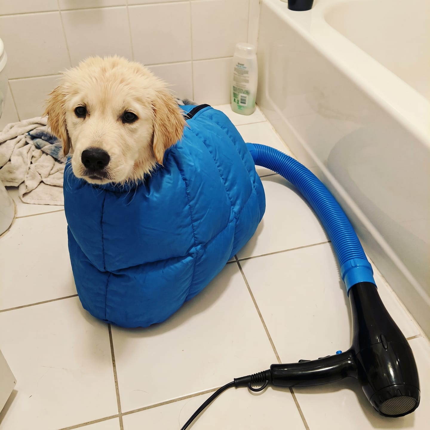 Customer photo review of Peludry™ – Bolsa de secado para perros