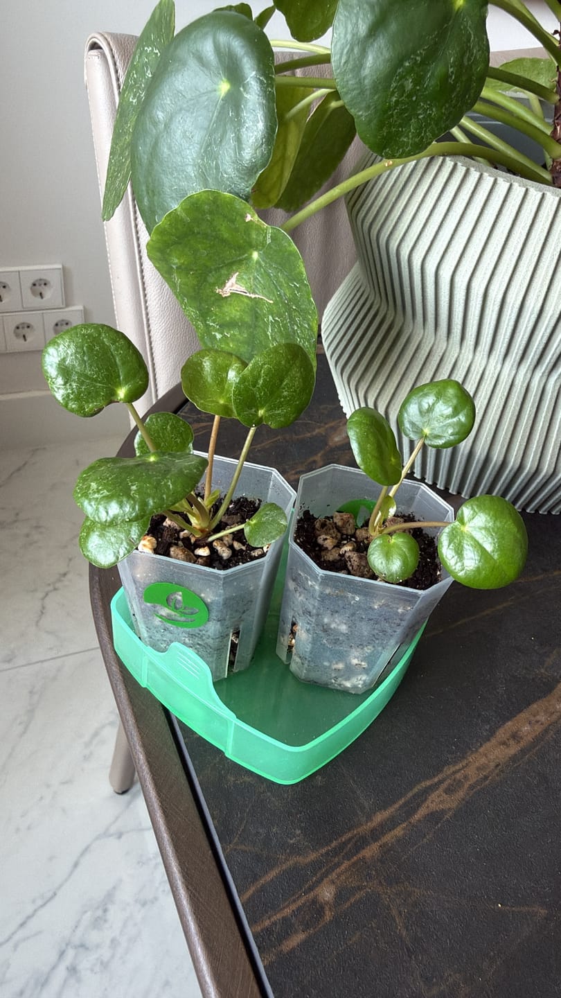 Customer photo review of Syngonium Mix