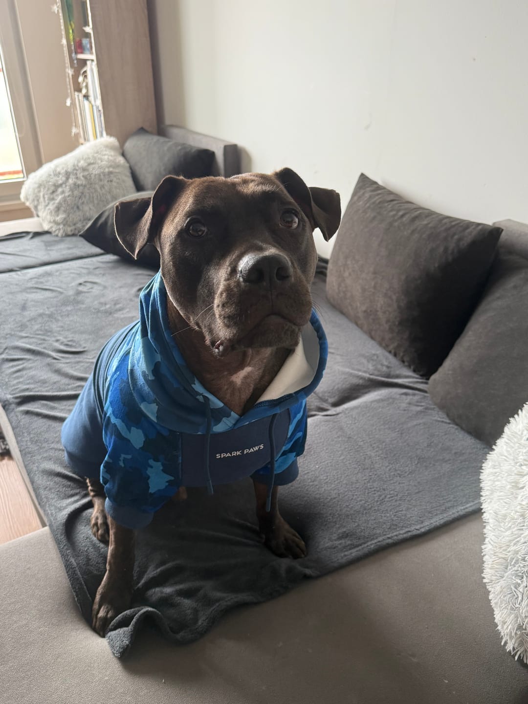 Customer photo review of Blue Camo Dog Hoodie