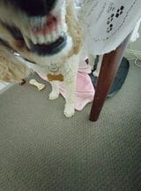 Customer photo review of Dental&Breath Spray- Fresh Puppers