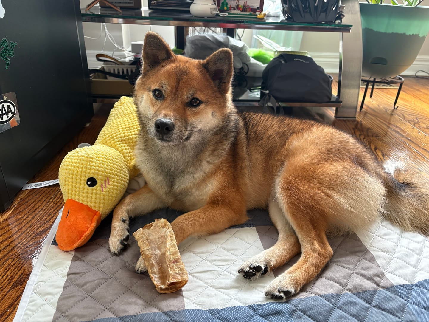 Customer photo review of 6 Inch Beef Trachea