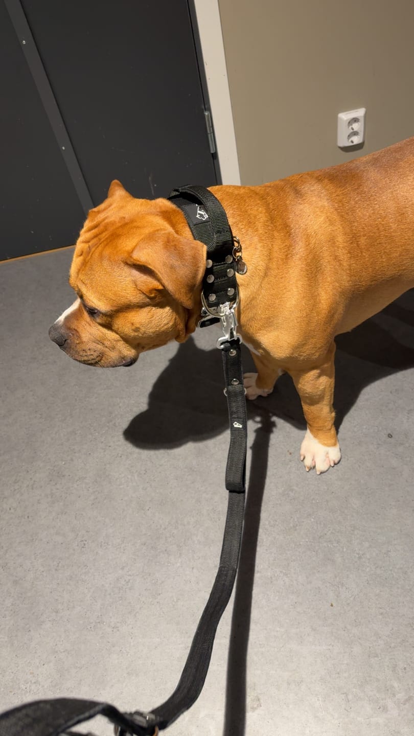 Customer photo review of Multi Guard Leash Svart - Multi-väktarkoppel