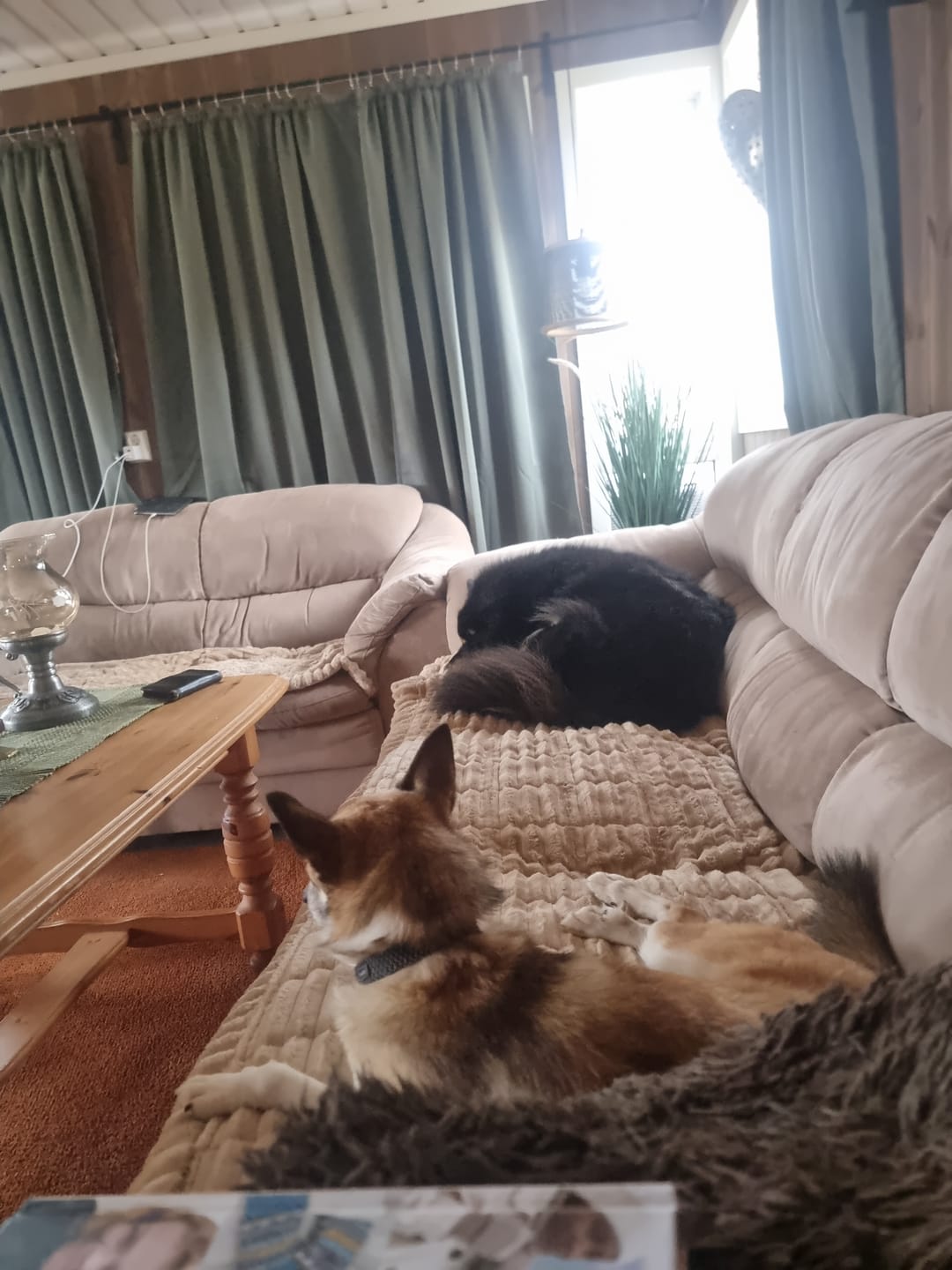Customer photo review of Koselig Sofatrekk – Hundens favorittplass