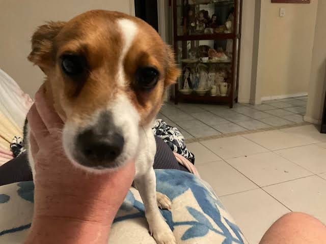 Customer photo review of ClearVision™  Food Drops Daily Eye Support for Dogs