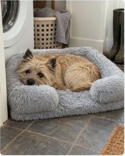 Customer photo review of ComfortCradle Orthopedic Dog Bed