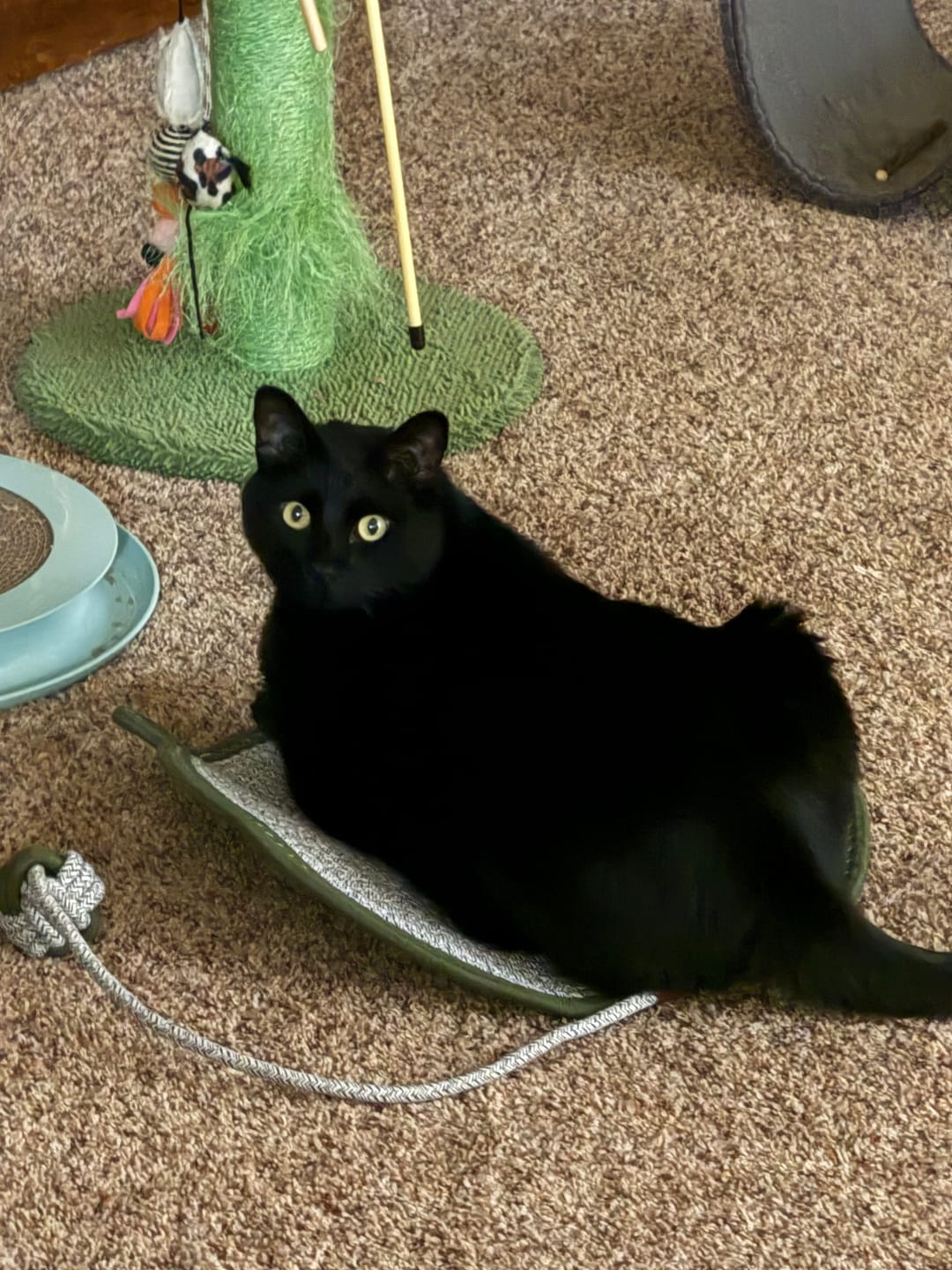 Customer photo review of Instinct Mat | The Scratching Mat Her Biology Actually Recognizes (NEW)