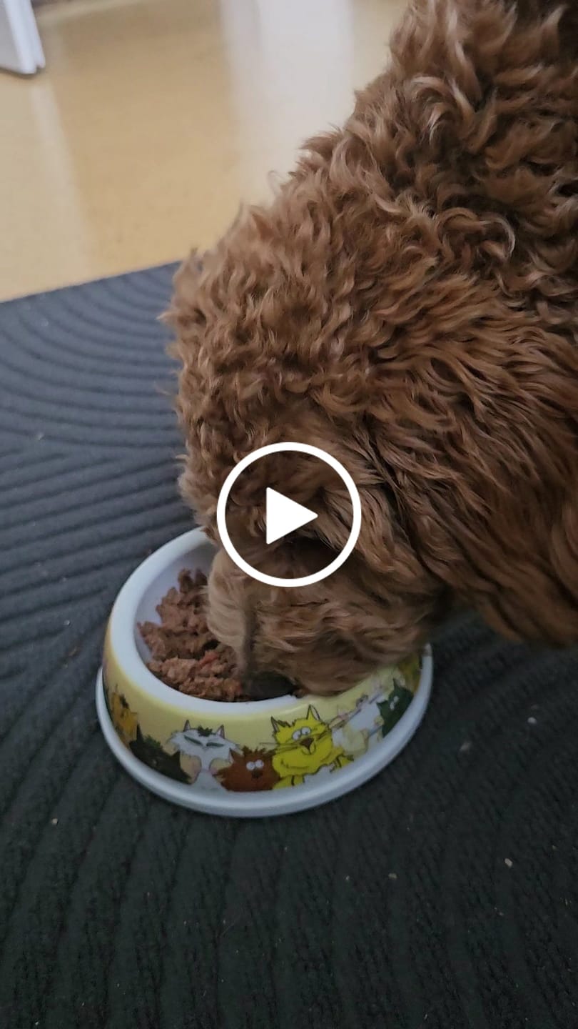 Customer video review of Frischfutter für Energiebedarf von 374 kCal/Tag