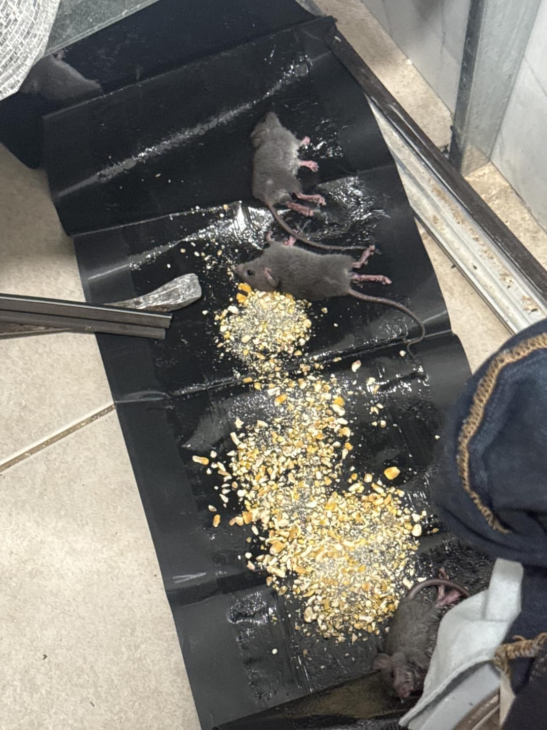 Customer photo review of Large Poison-Free Pest Control Glue Trap