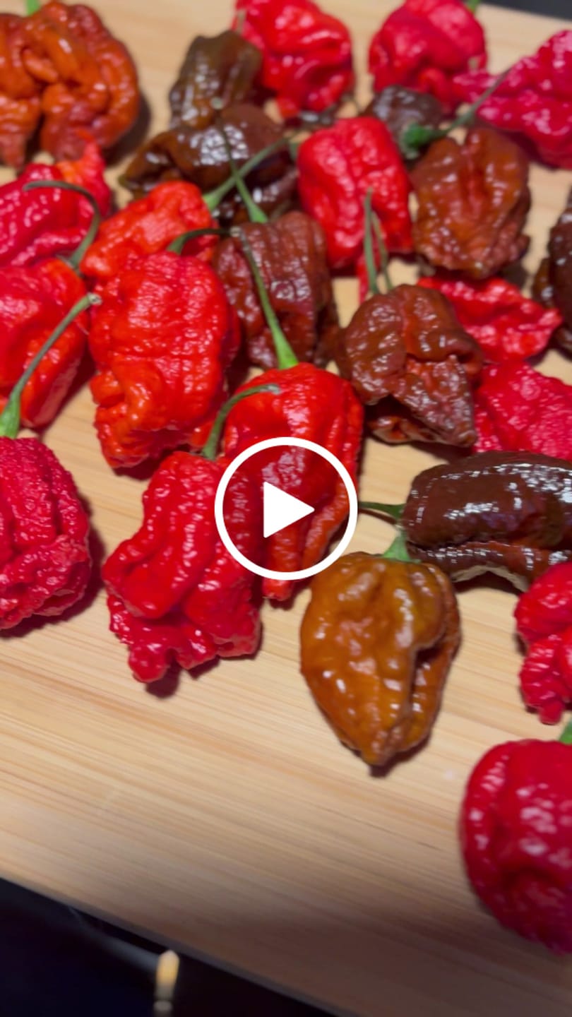 Customer video review of FRISCHE CAROLINA REAPER 100G