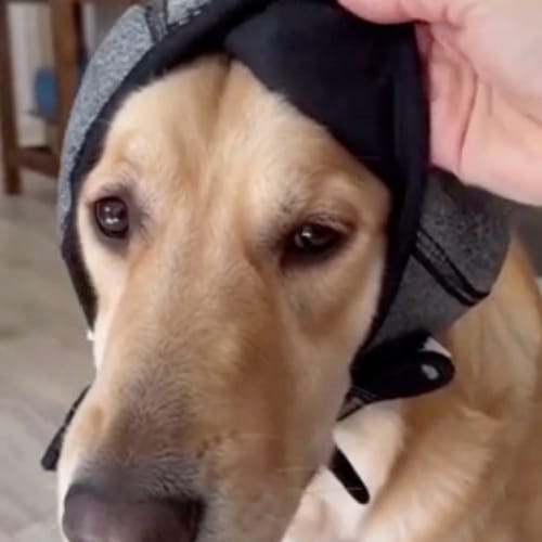 Customer photo review of DogCalm™ Orejeras con cancelación de ruido