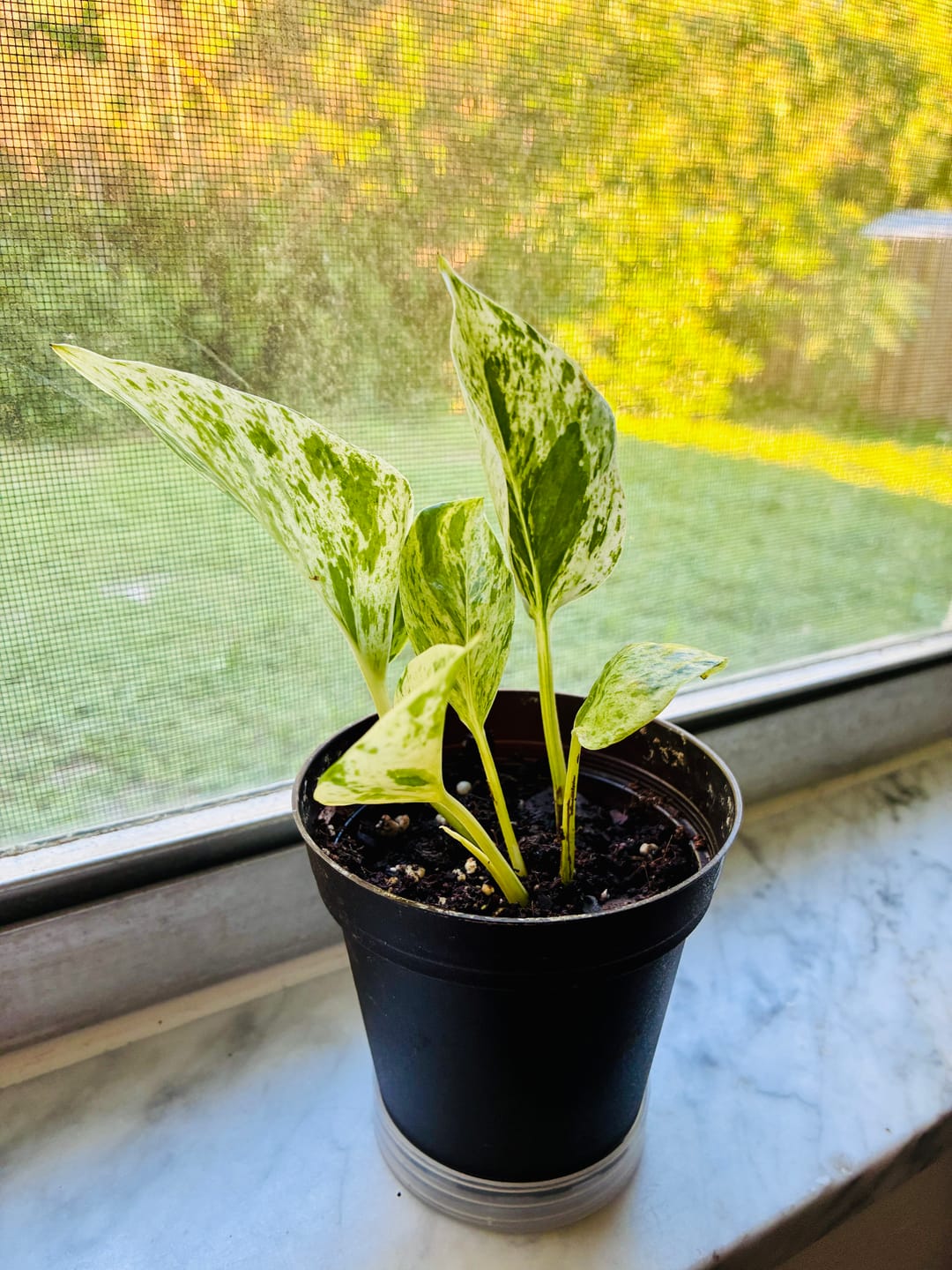 Customer photo review of Snow Queen Pothos Single Starter Plant in a 1.5" Pot - Epipremnum Aureum 'Snow Queen' - Variegated Pothos -  Office Plant, Gift Plant