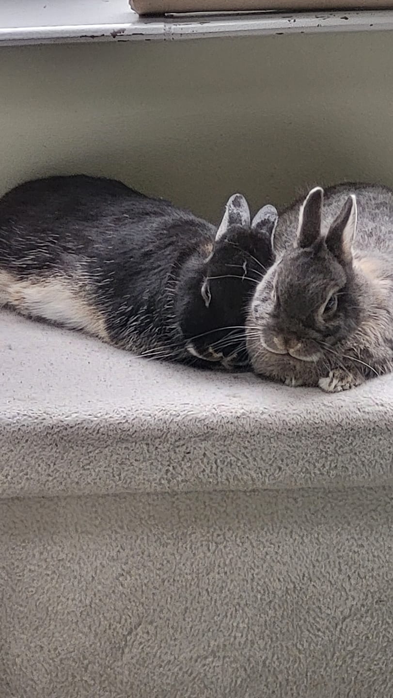 Customer photo review of Second Cut Timothy Hay - Ultra Premium Canadian Hay for Rabbits and Guinea Pigs
