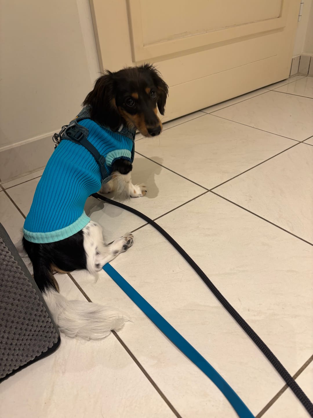 Customer photo review of Glow Jumper 2.0 Hundepullover