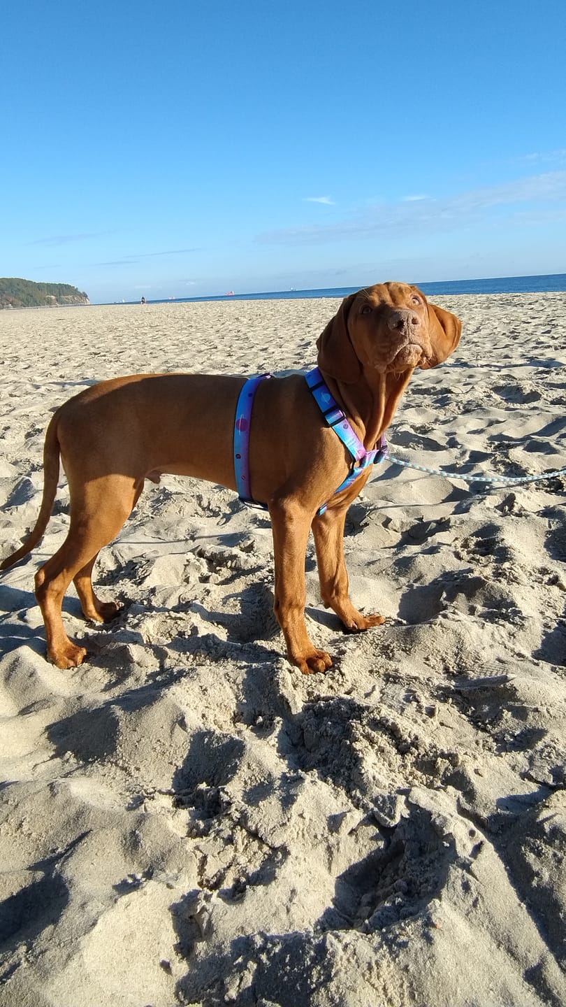 Customer photo review of Szelki guard "Stardust" - czarne okucia