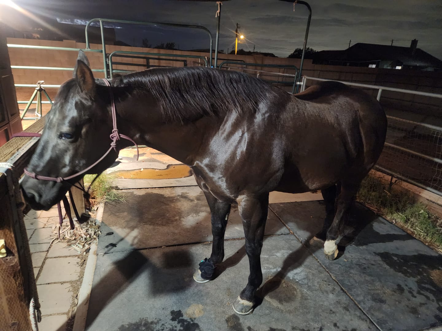 Customer photo review of HorseHalo™ HaloLegs Mini
