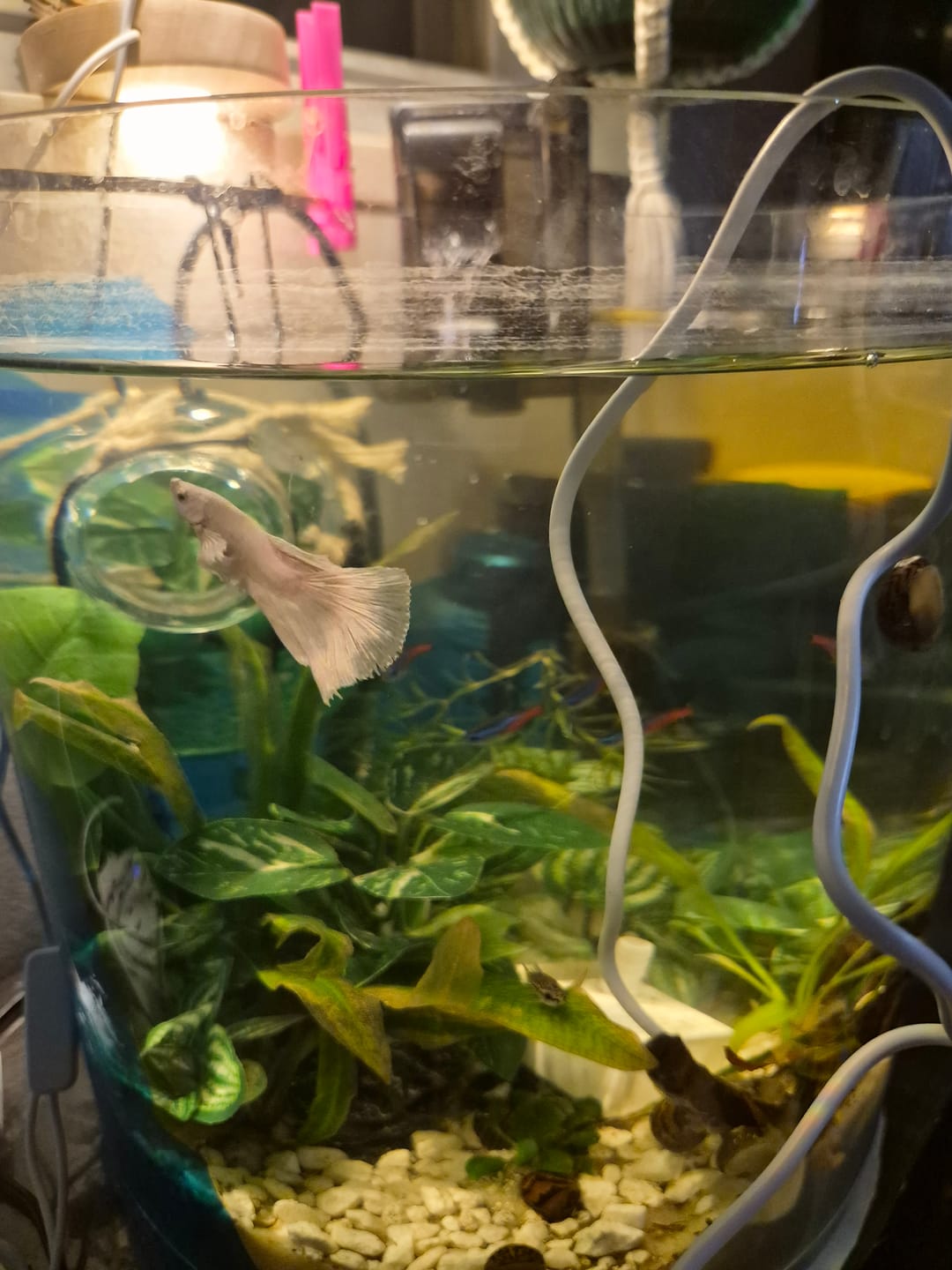 Customer photo review of Super White Dumbo Ear Halfmoon Male Betta Fish
