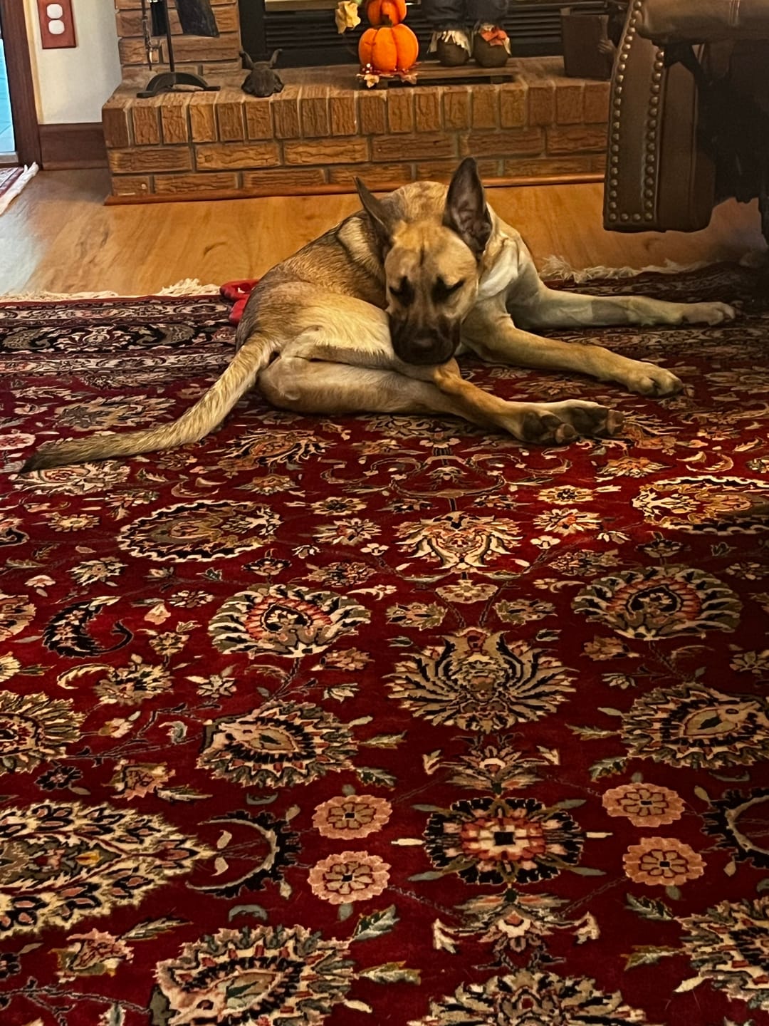 Customer photo review of Large Ostrich Cane (11.5" x 5"): The Ultimate Long-Lasting Chew for Medium, Large & XL Dogs