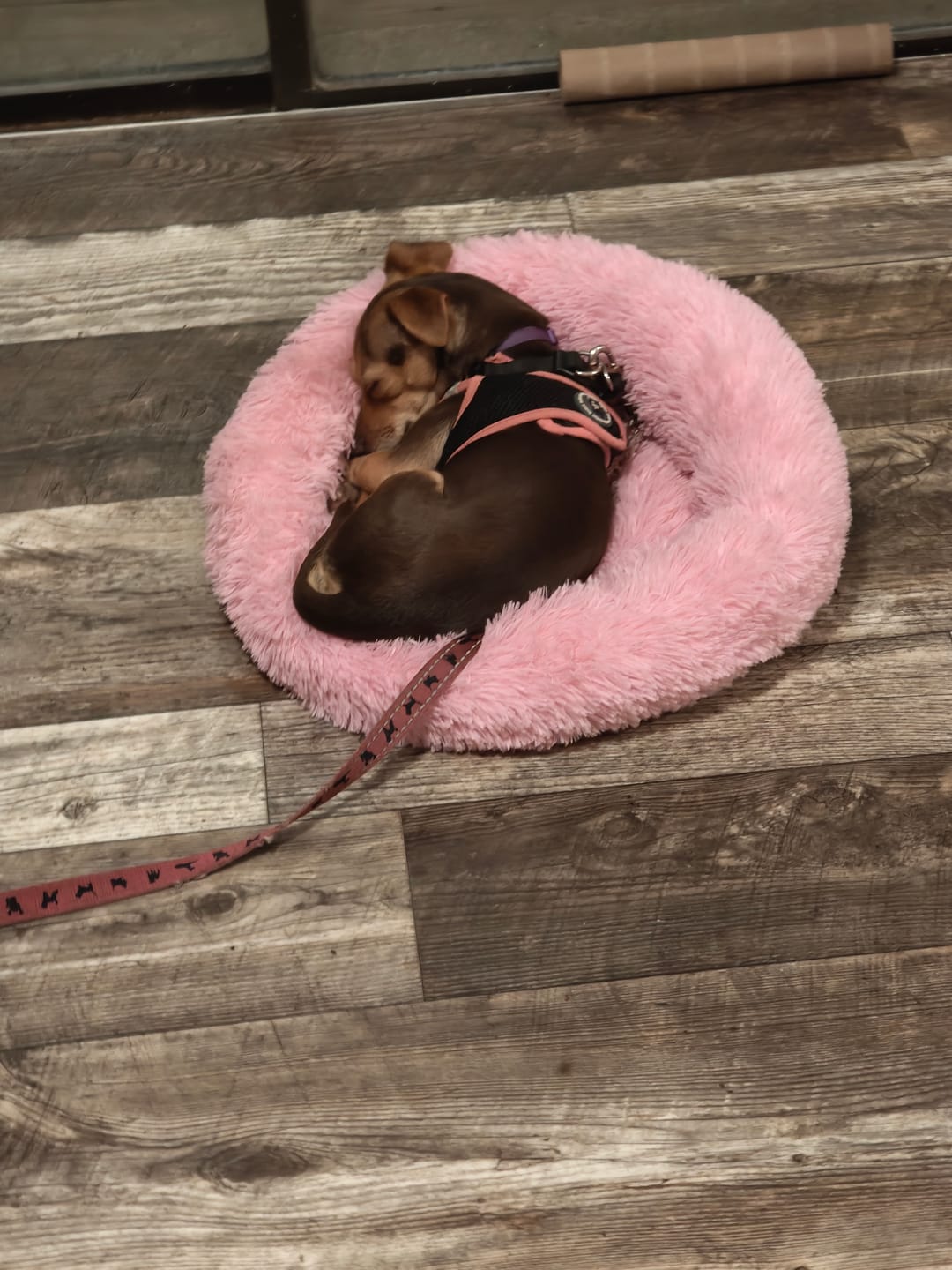 Customer photo review of The Original Fluffy Bean® Pet Bed