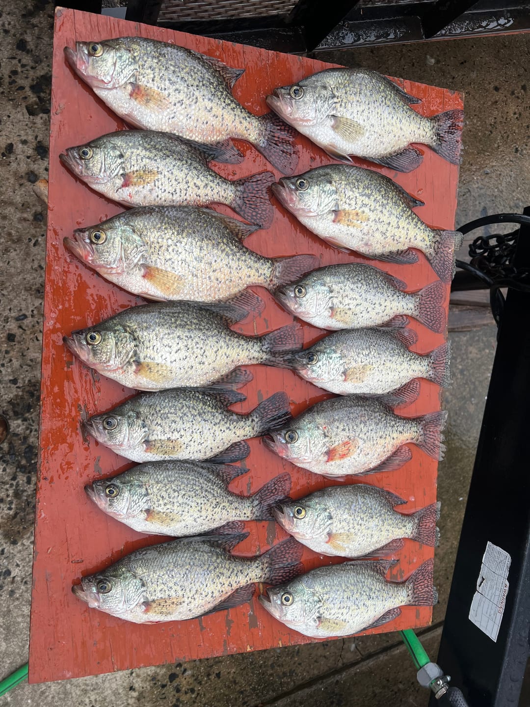 Customer photo review of Cajun Blue Milk Chartreuse Tail