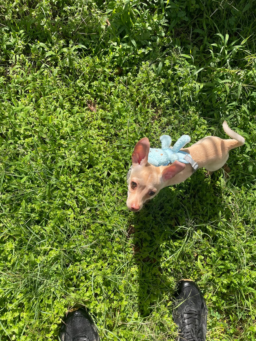 Customer photo review of CT3324 1 Pieza De Pechera Con Correa Para Mascota