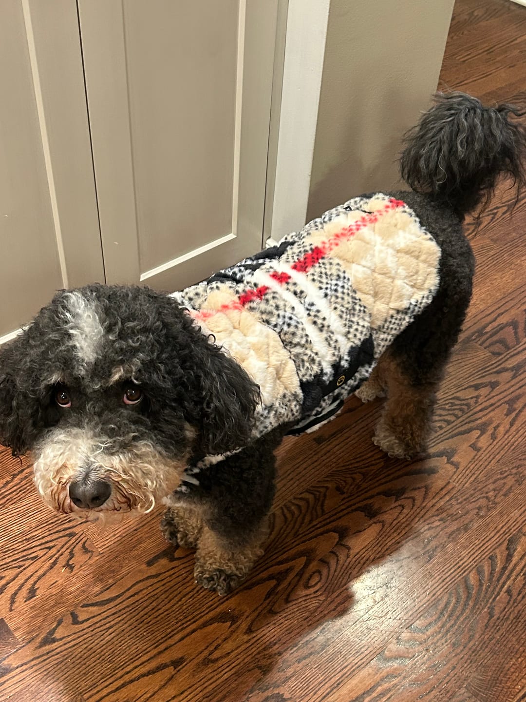 Customer photo review of Pet Vest - City Plaid/Cream