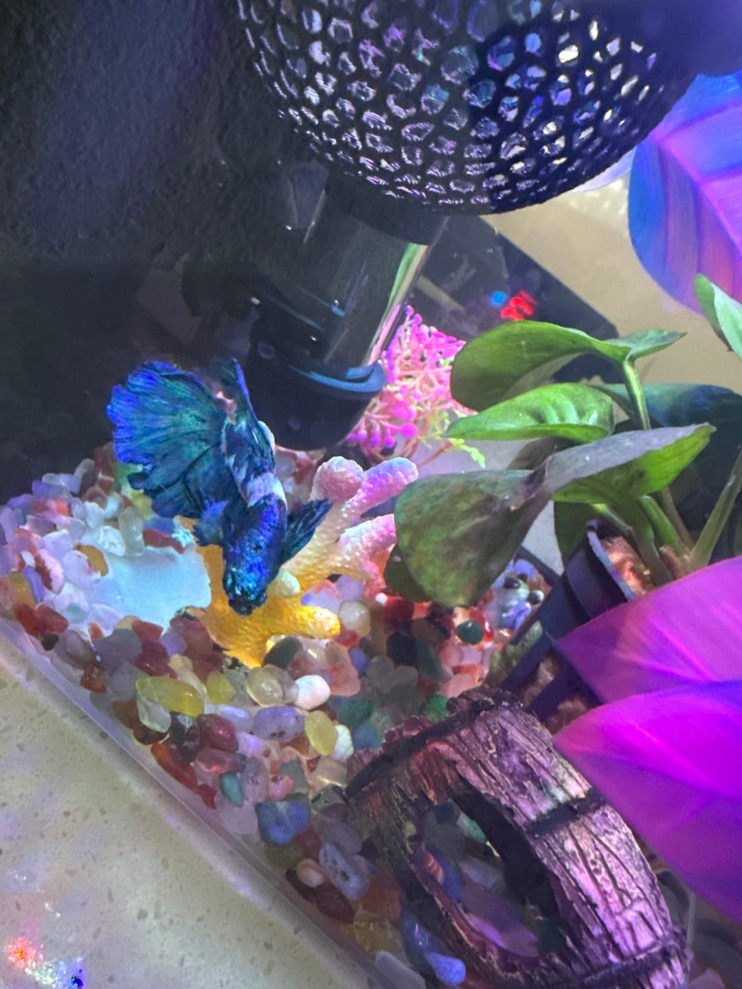 Customer photo review of Anubias Barteri Butterfly