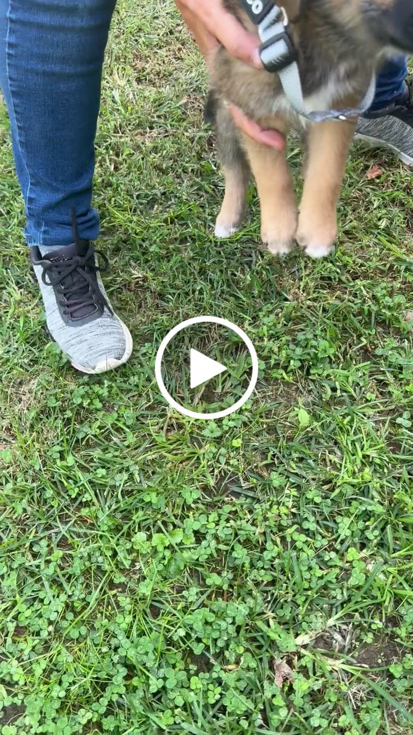 Customer video review of SafeWalk® No-Pull Dog Harness