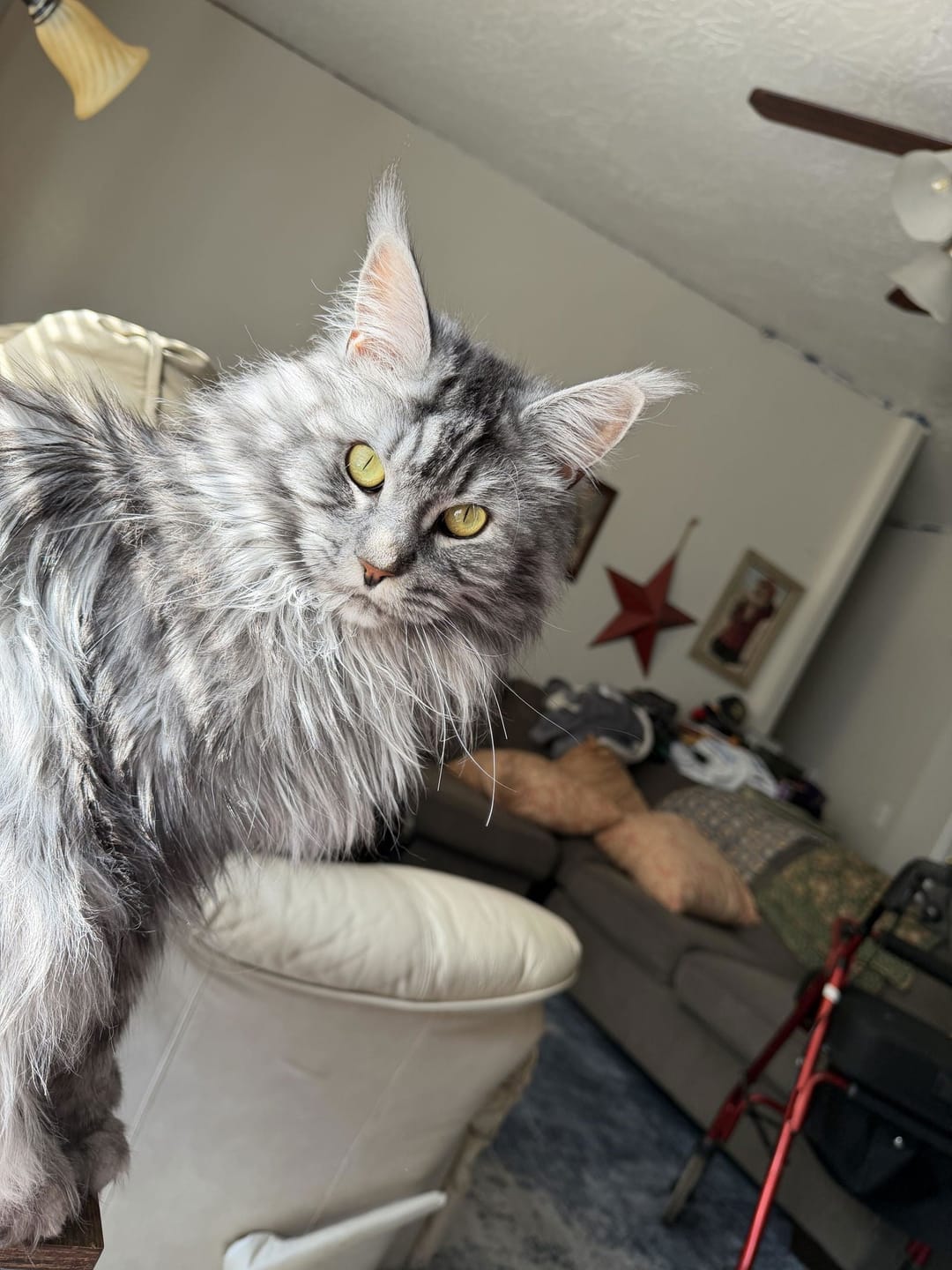 Customer photo review of Stainless Steel Cat Water Fountain — Faucet Spout