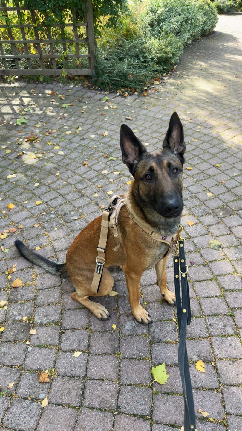 Customer photo review of Anti Pull Hurricane Harness Lighter | With Handle - Tan X Tan