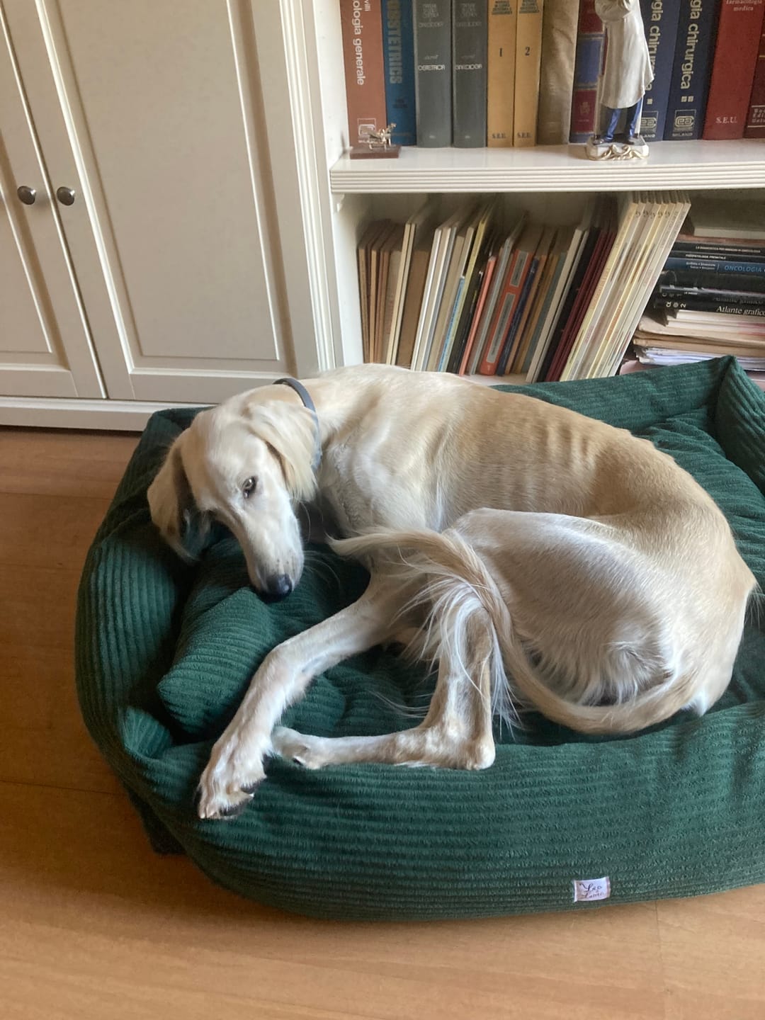 Customer photo review of Divanetto Velluto a Coste Verde