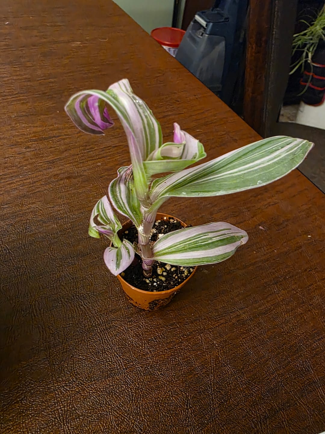 Customer photo review of Rare Tradescantia Nanouk Lilac Plant | Rare Tradescantia Pot | Rare Pink Wandering Jew | Easy care hardy indoor houseplant in a nursery pot