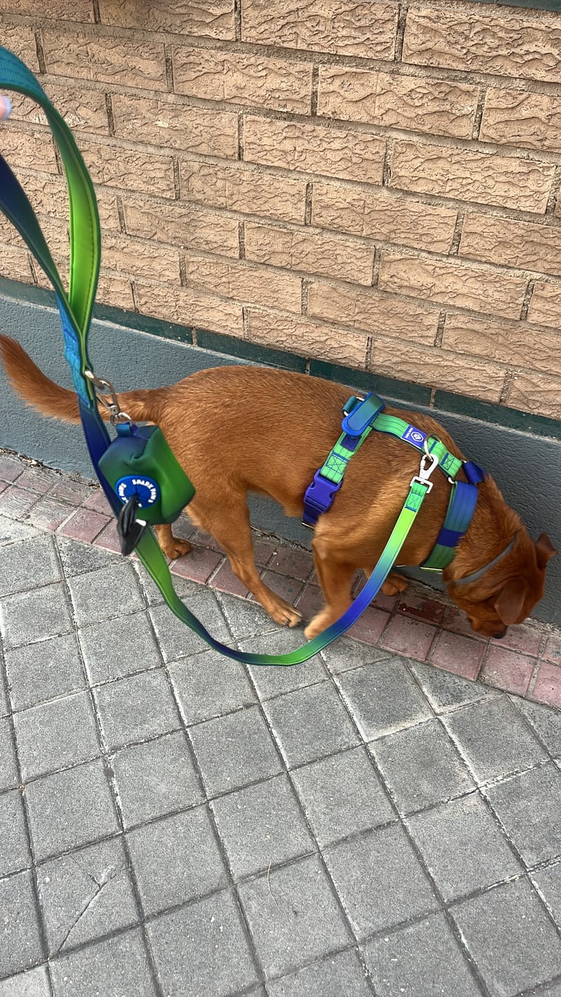 Customer photo review of Leash and Poop Bag Holder Set - Lime Wave