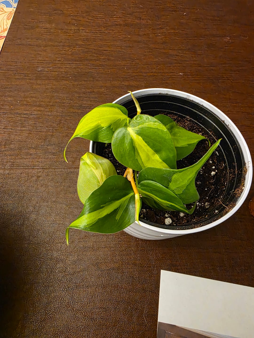 Customer photo review of Rare Brazilian philodendron CUTTINGS Or 3” Pot Easy Care Houseplant Brasil Extremely Rare variety