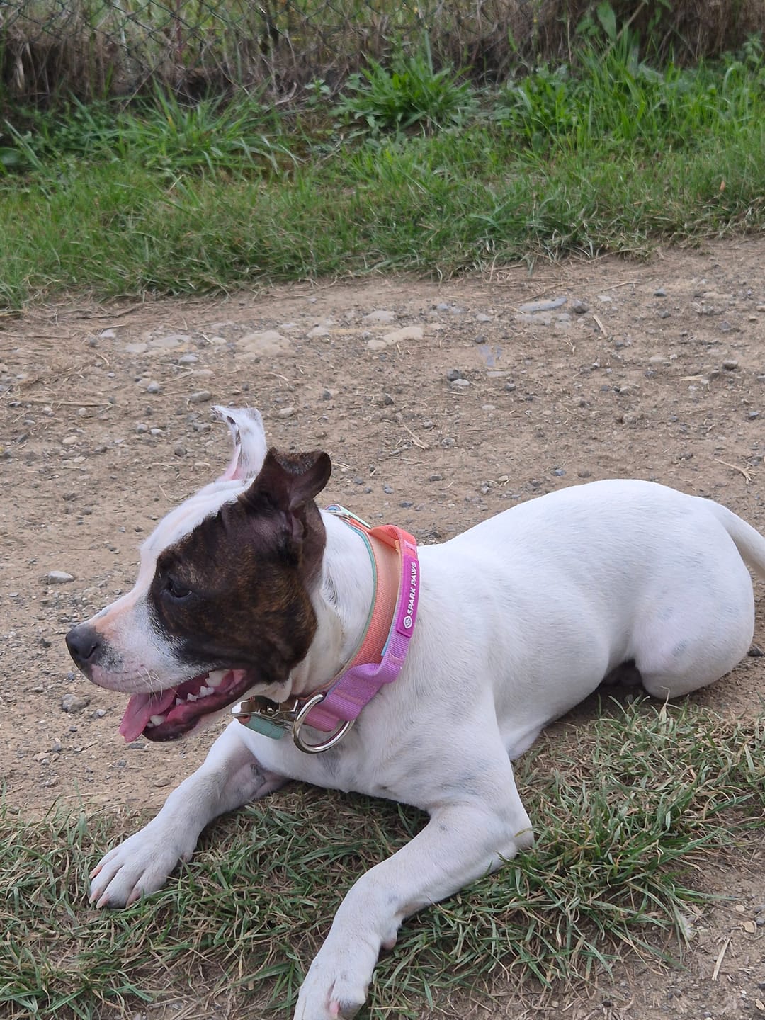 Customer photo review of Comfort Control Collar and Multipurpose Leash Sets