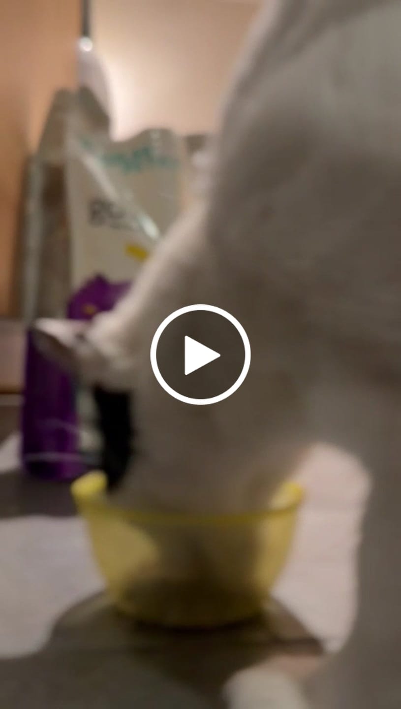 Customer video review of Alimento hipoalergénico para GATOS | Circular Pet® proteína de insectos