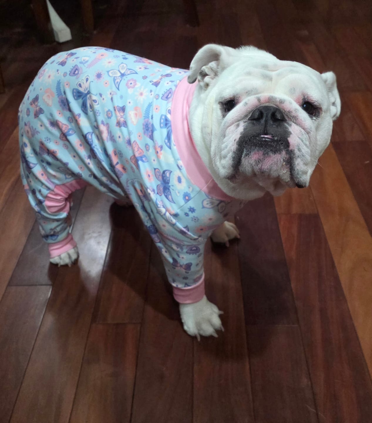 Customer photo review of Dog Pajama - Butterfly