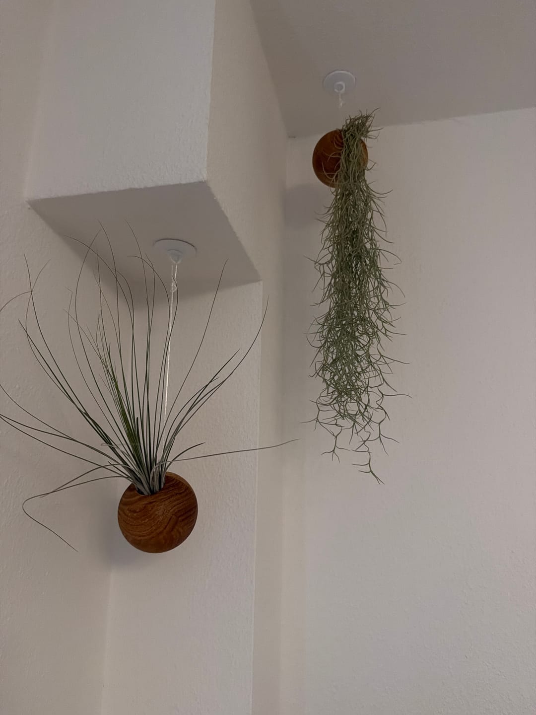 Customer photo review of Tillandsien Qualle - 3er Bundle