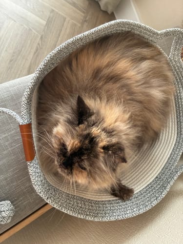 Customer's tortoiseshell cat resting comfortably in an Instinct Basket, seen from above.