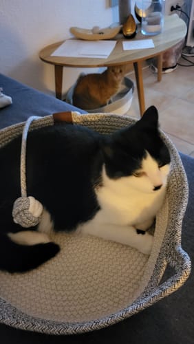 Customer's schwarz-weiße Fellnest Katzenkorb aus geflochtenem Seil mit einer Katze darin und einer im Hintergrund.