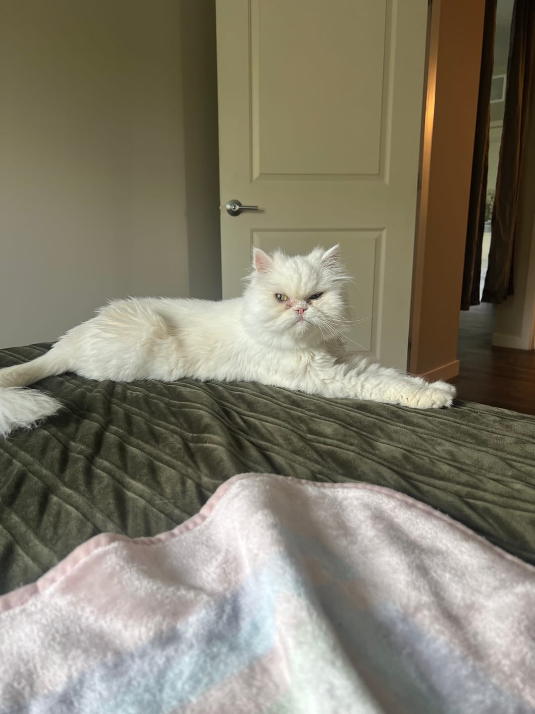Customer photo review of FreshFlow Cat Water Fountain