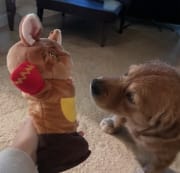 Customer photo review of Juguete Interactivo para Gatos con Cascabeles y Cuerdas