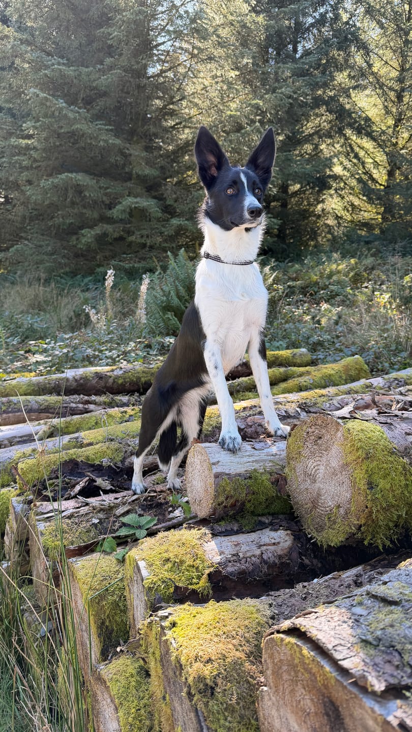 Customer photo review of Trail & Glow® Collar - The Jet Black One