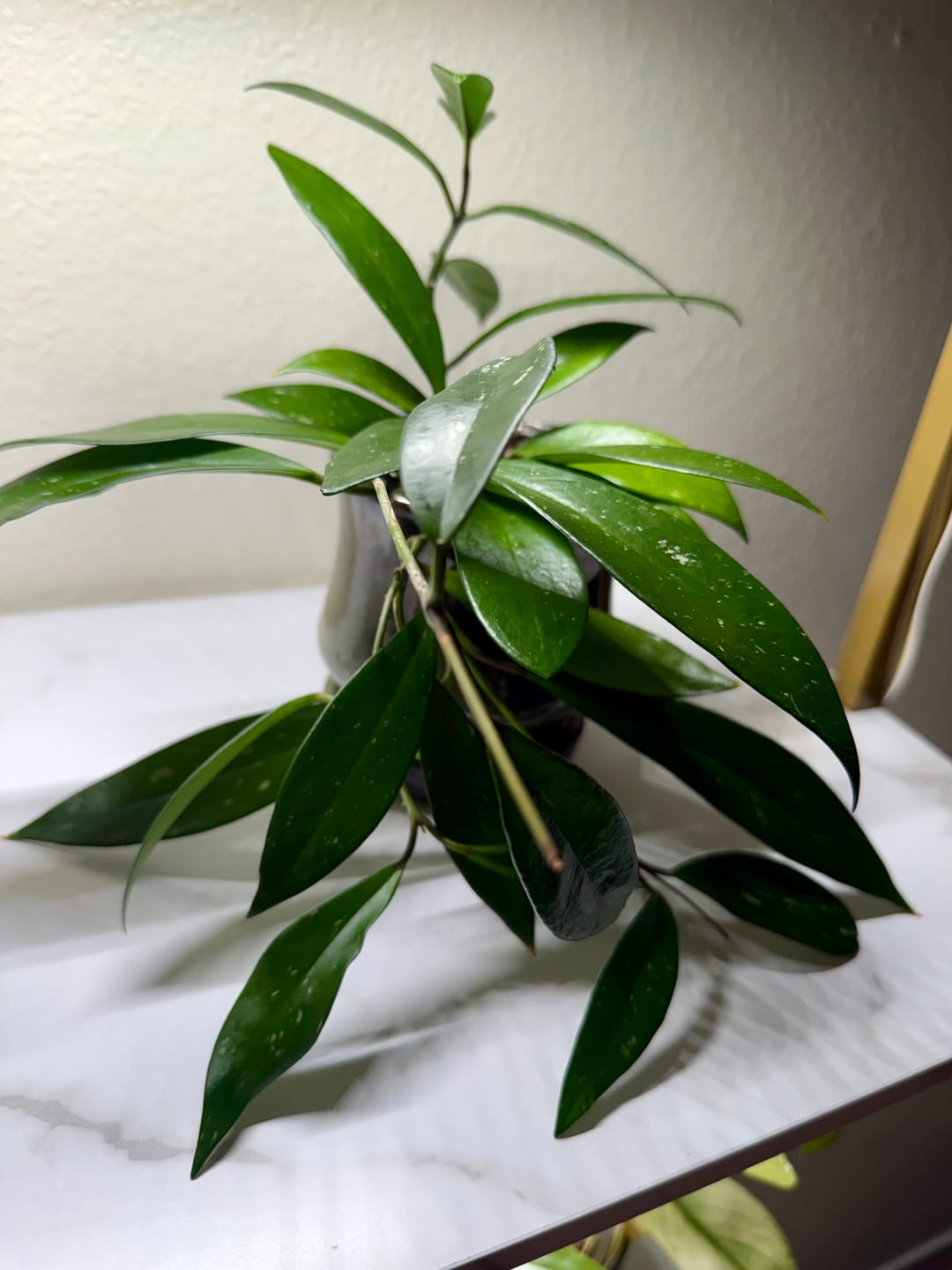 Customer photo review of Hoya pubicalyx x carnosa