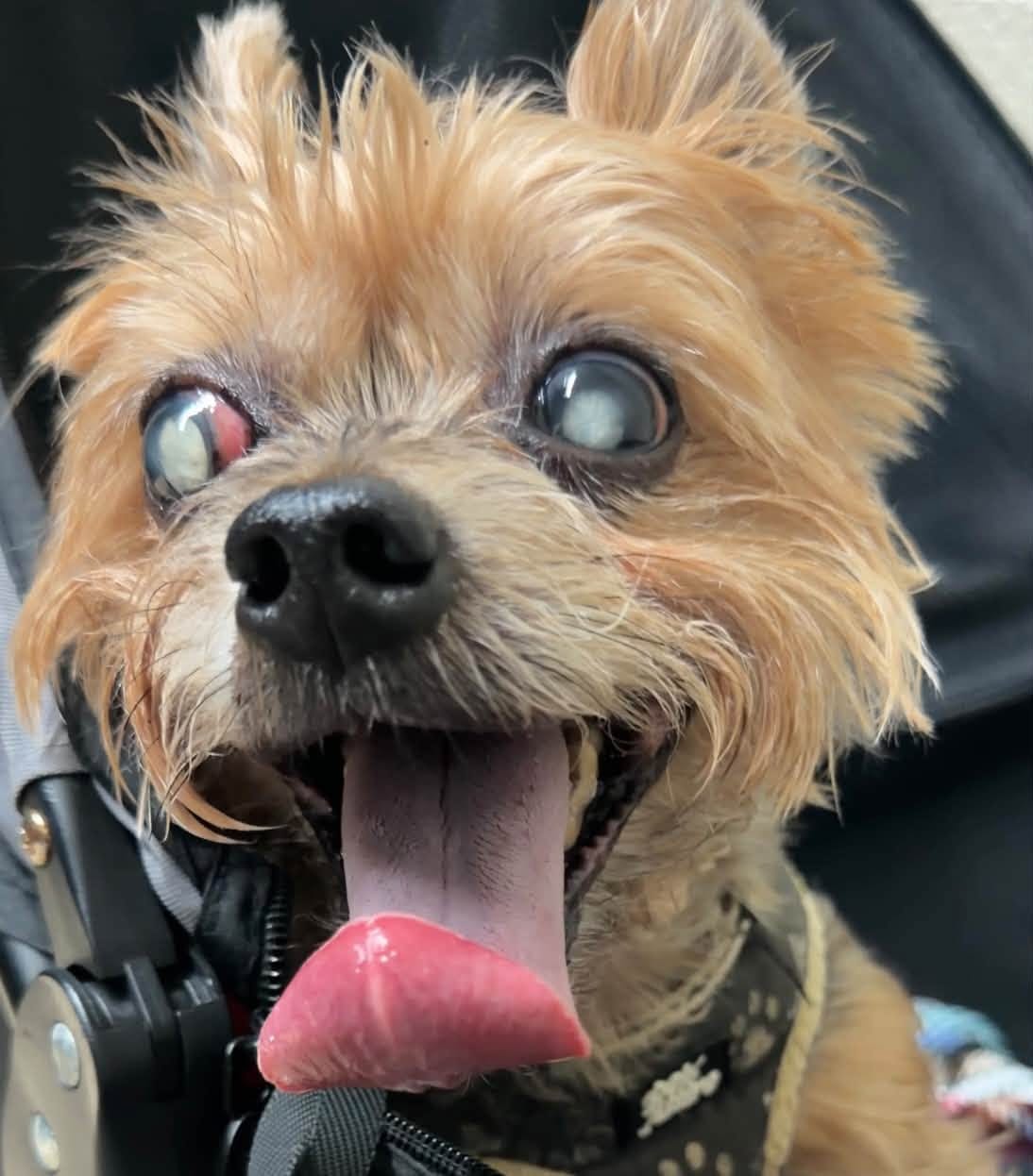 Customer photo review of ClearVision™  Food Drops Daily Eye Support for Dogs