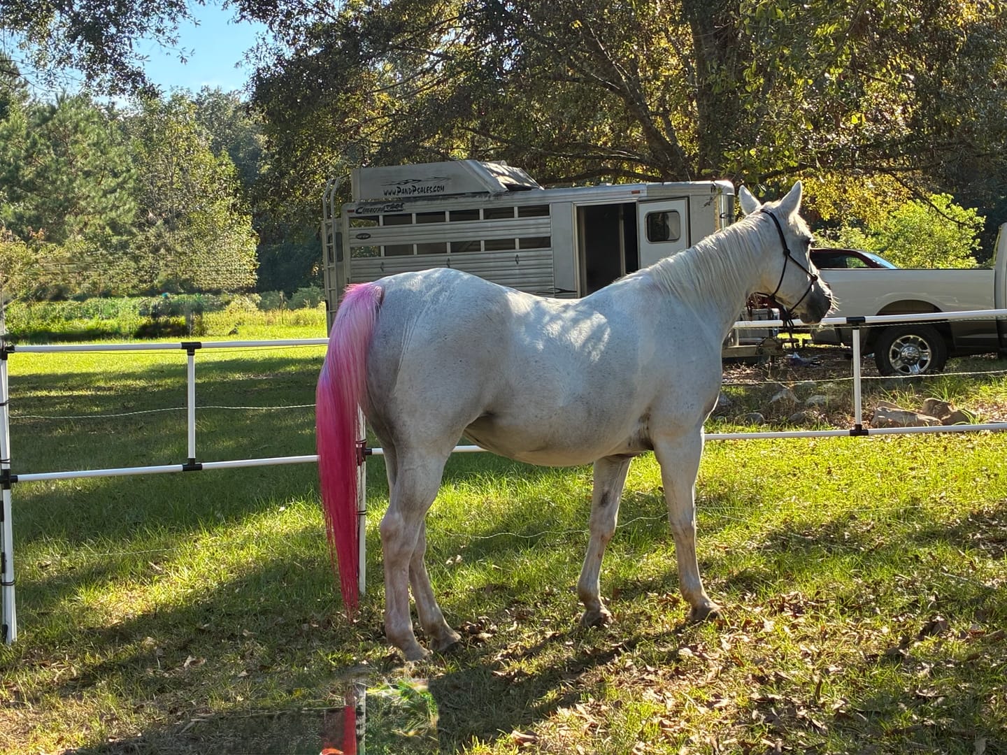 Customer photo review of Ready Made Portable Electric Horse Corral Fencing: (Electric EconoLine 14+4=18 Panels; 2 Rails)