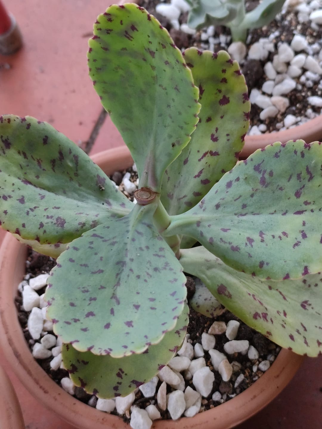 Customer photo review of Kalanchoe marmorata